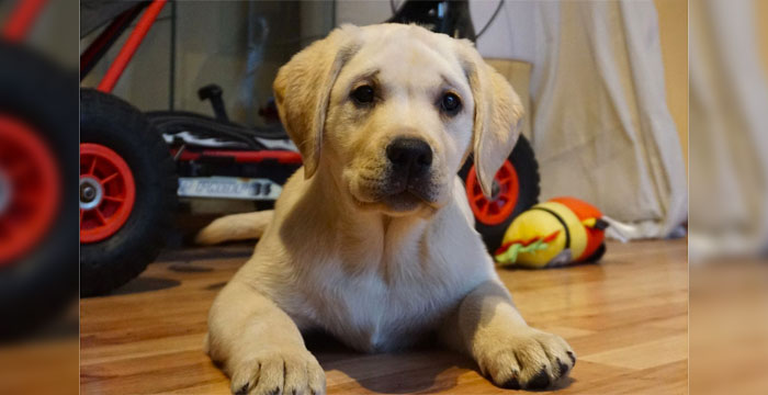 Tymek, labrador do adopcji