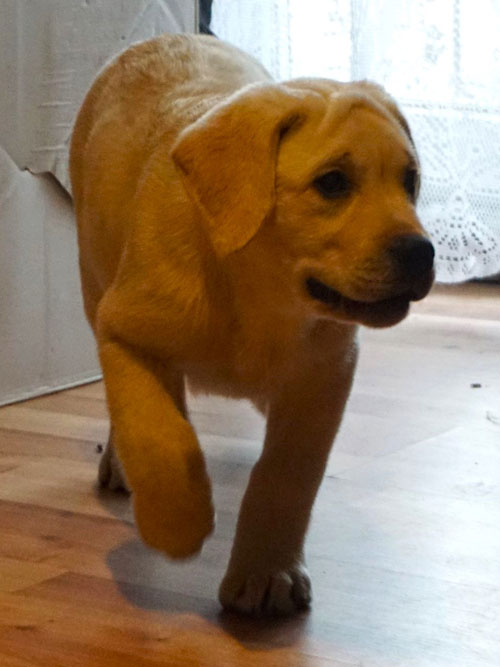 Tymek, labrador do adopcji