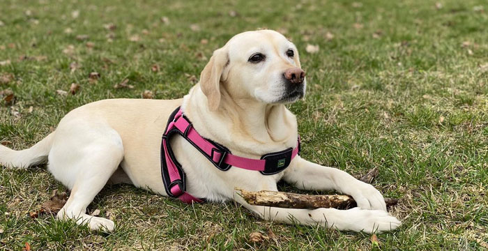 Loren, labradorka do adopcji