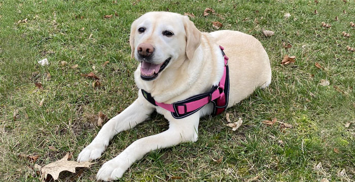 Loren, labradorka do adopcji