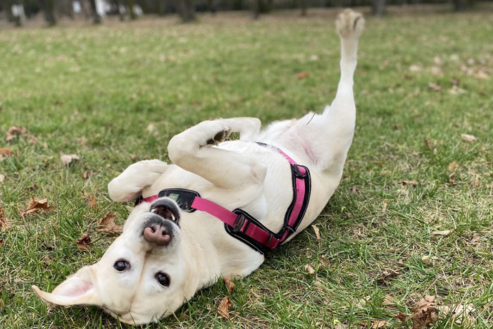 Loren, labradorka do adopcji
