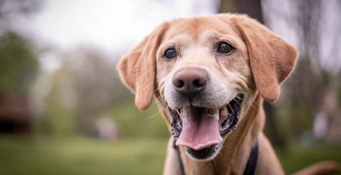 Bodo, labrador do adopcji