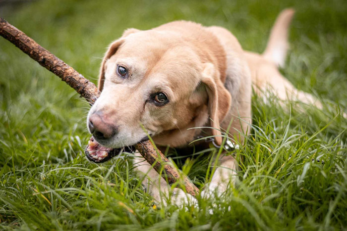 Bodo, labrador do adopcji