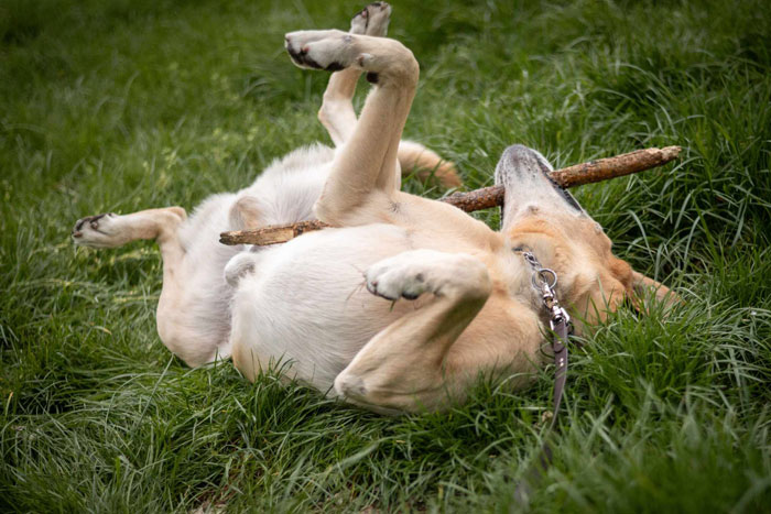 Bodo, labrador do adopcji