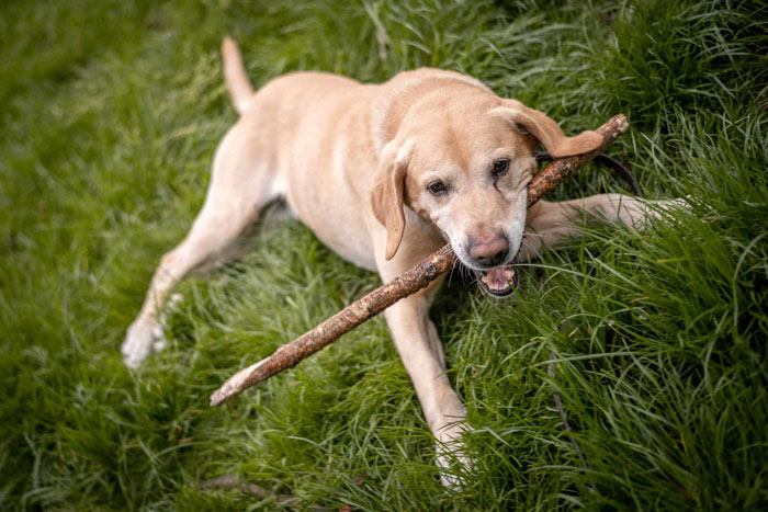 Bodo, labrador do adopcji
