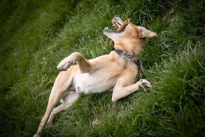Bodo, labrador do adopcji
