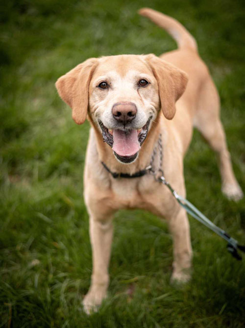 Bodo, labrador do adopcji