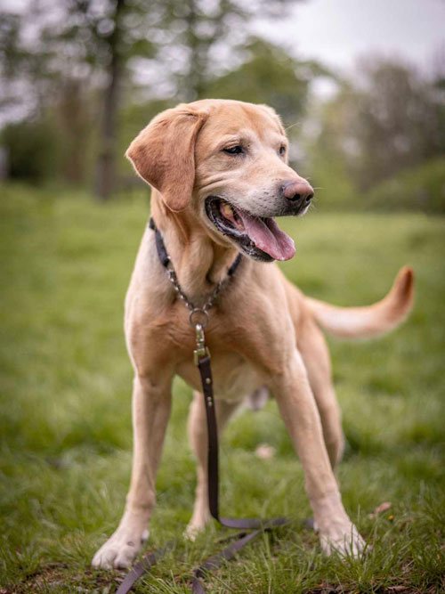 Bodo, labrador do adopcji