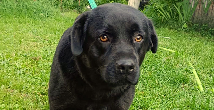 http://adopcje.labradory.org/kira-9/