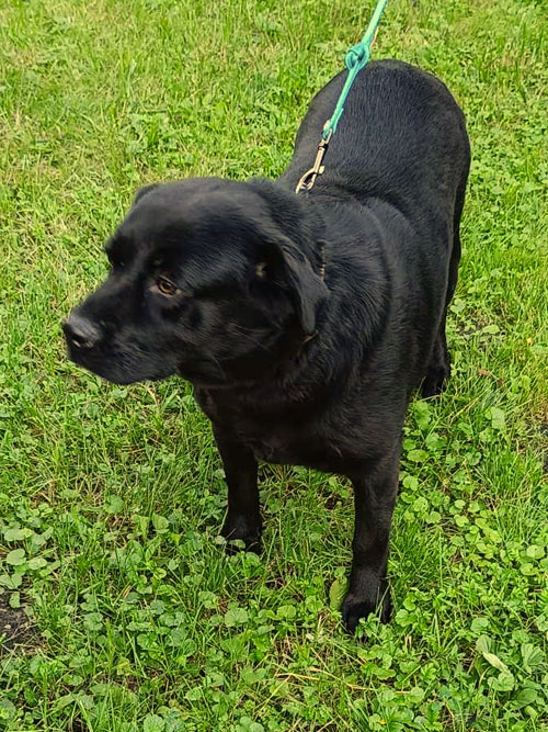 Kira, labradorka do adopcji