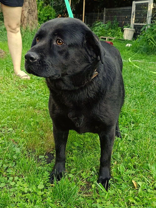 Kira, labradorka do adopcji