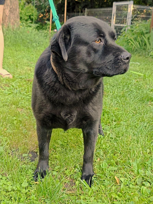 Kira, labradorka do adopcji