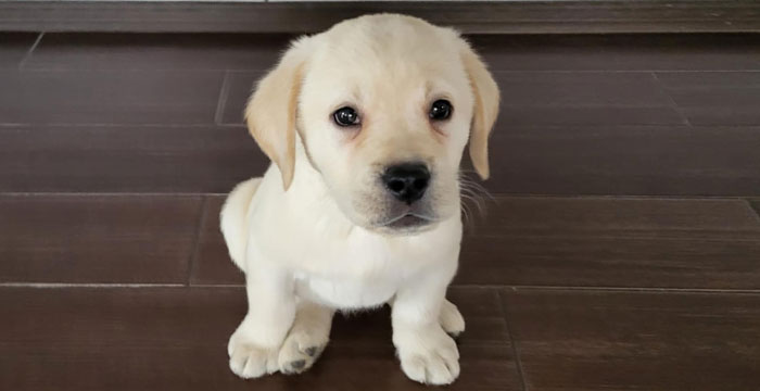 Hugo, labrador do adopcji