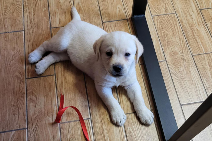 Hugo, labrador do adopcji