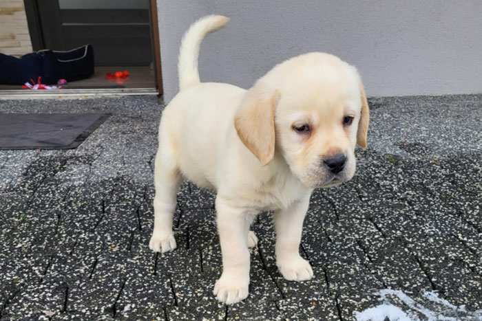 Hugo, labrador do adopcji