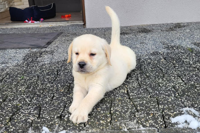 Hugo, labrador do adopcji