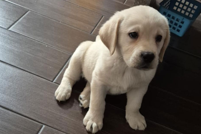 Hugo, labrador do adopcji
