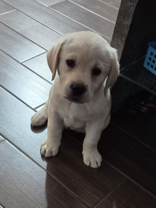 Hugo, labrador do adopcji