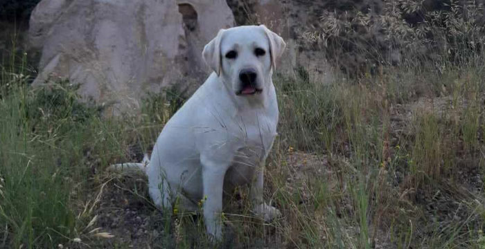 Shanti, labradorka do adopcji