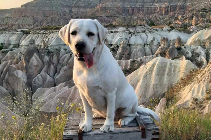 Shanti, labradorka do adopcji