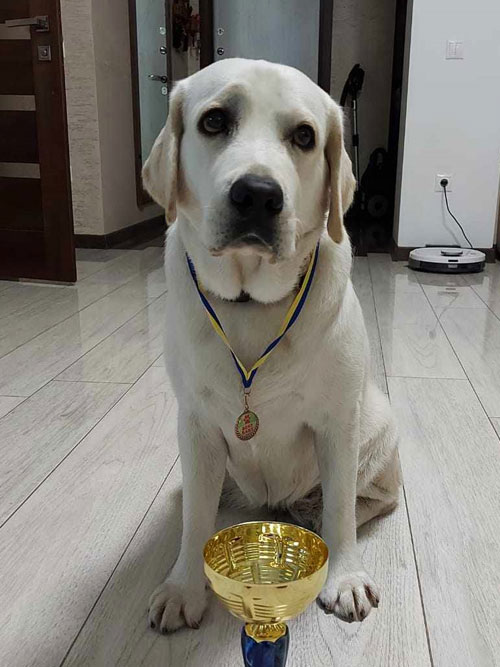 Shanti, labradorka do adopcji