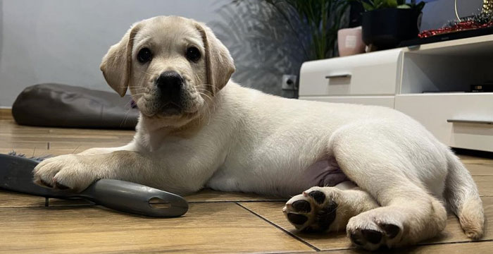 Cosmo, labrador do adopcji