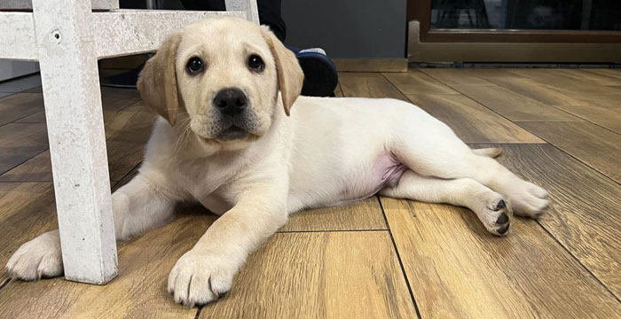 Cosmo, labrador do adopcji