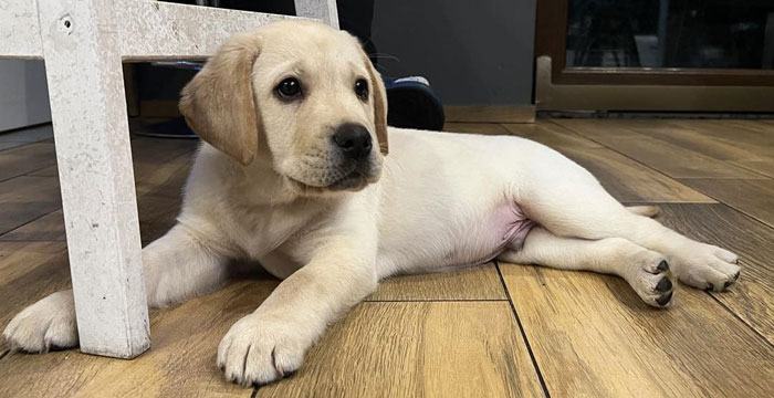 Cosmo, labrador do adopcji