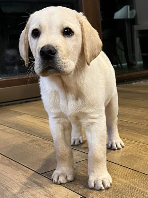 Cosmo, labrador do adopcji