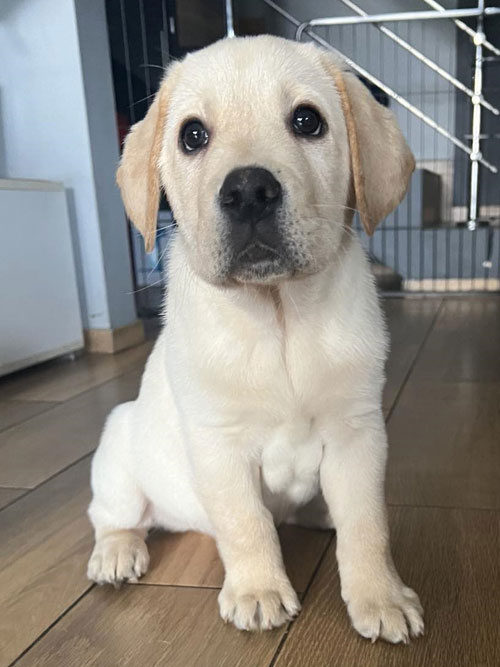 Cosmo, labrador do adopcji