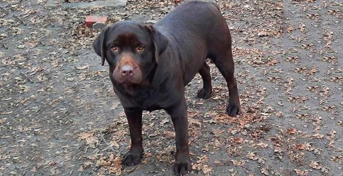 Gama, labradorka do adopcji