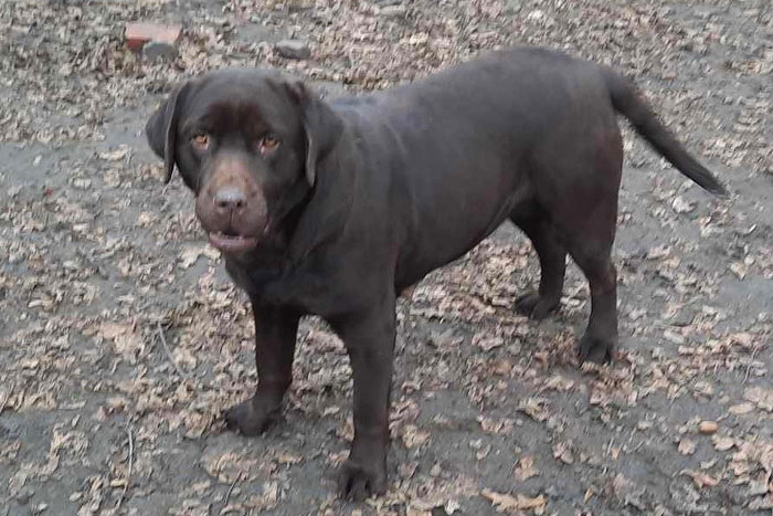 Gama, labradorka do adopcji