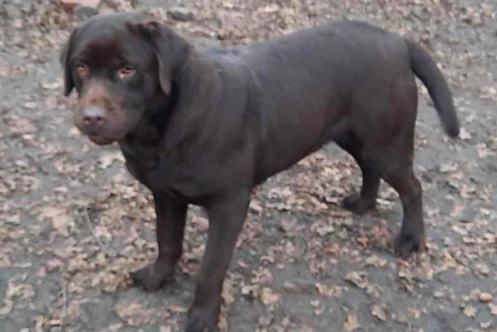 Gama, labradorka do adopcji