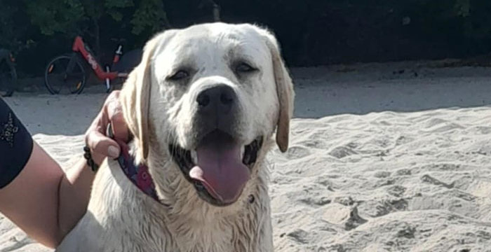 Gigi, labrador do adopcji