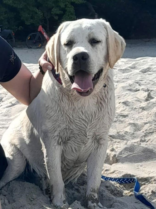 Gigi, labrador do adopcji