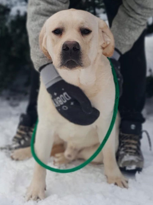Gigi, labrador do adopcji