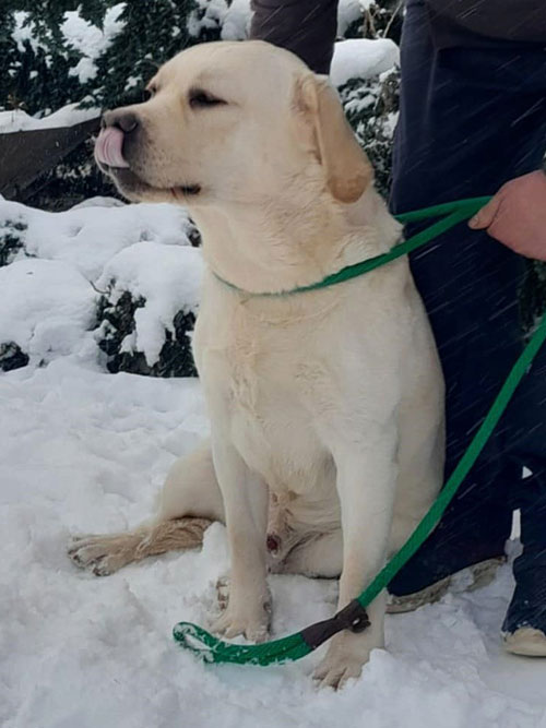Gigi, labrador do adopcji