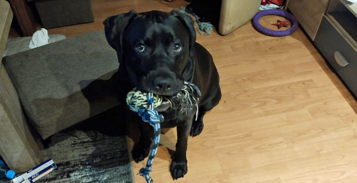 Nero, labrador do adopcji