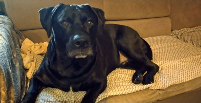 Nero, labrador do adopcji