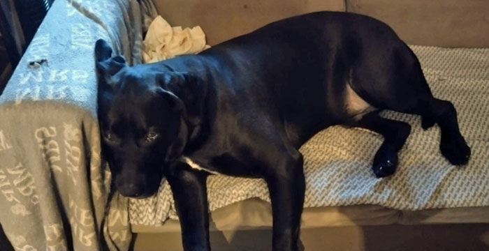 Nero, labrador do adopcji