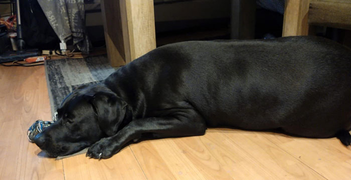 Nero, labrador do adopcji