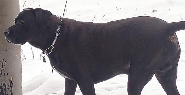 Nero, labrador do adopcji