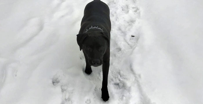 Nero, labrador do adopcji
