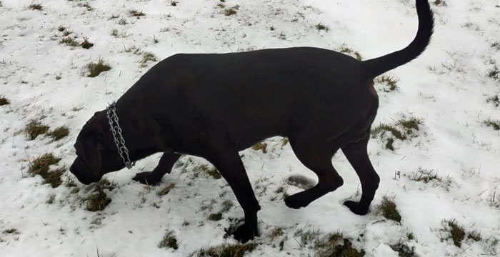 Nero, labrador do adopcji