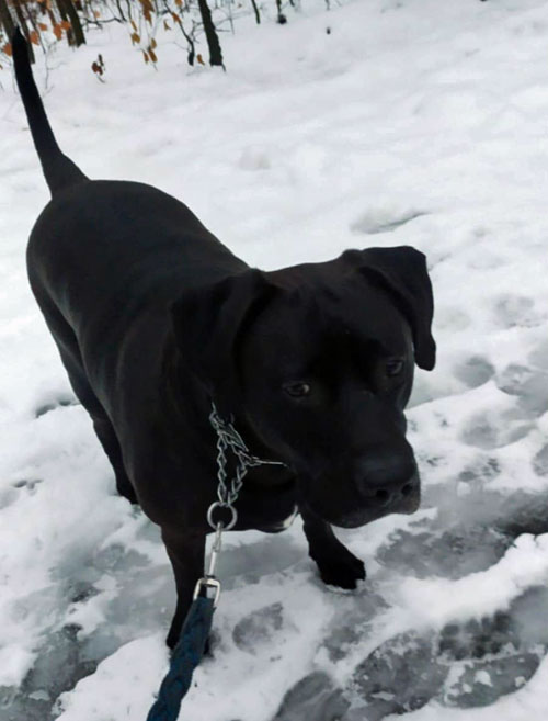 Nero, labrador do adopcji