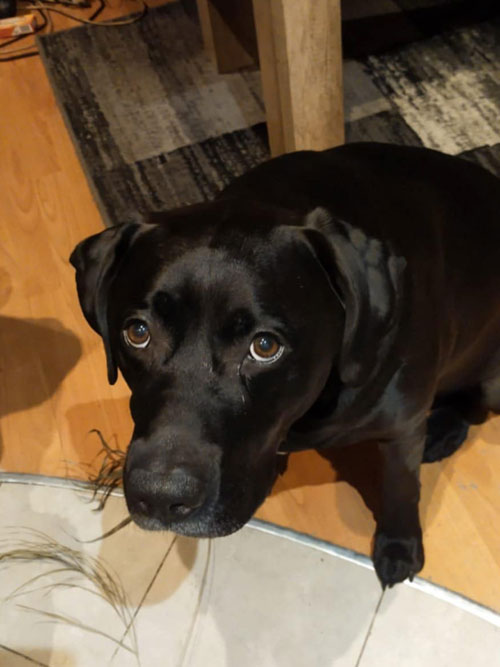 Nero, labrador do adopcji