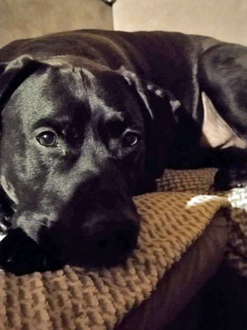 Nero, labrador do adopcji