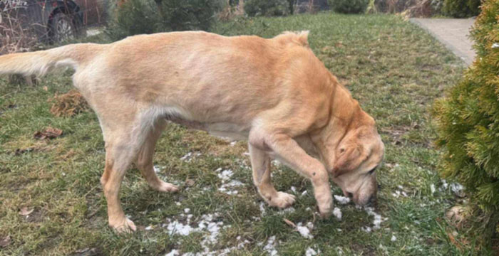 Labradorka Gala