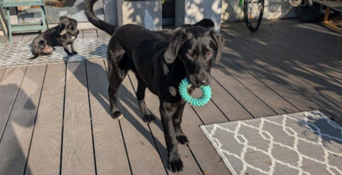 Frodo, labek do adopcji