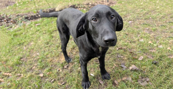 Frodo, labek do adopcji